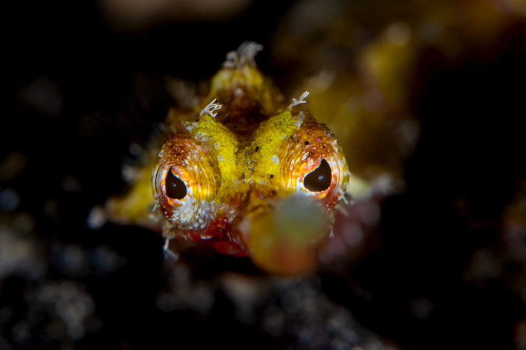 Winged Pipefish - Alor - Faris Alsagoff