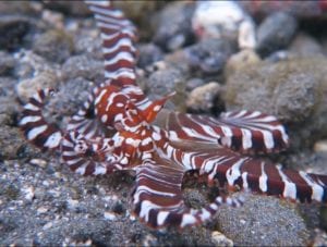 Wunderpus Mucky Mosque Alor
