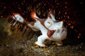 Juvenile Clown Frogfish
