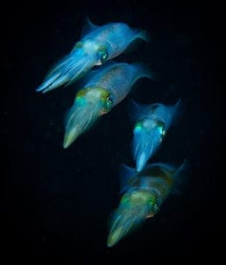 Big-fin Reef Squid Alor