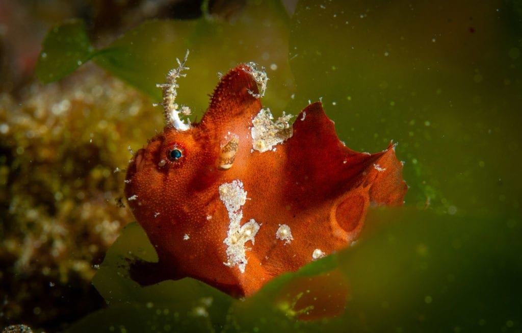 Ocellated Frogfish Alor - Didier Torregrossa