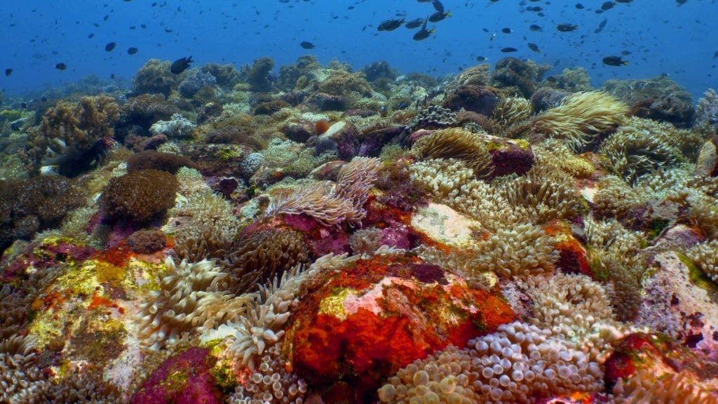 Anemone Reef Alor - Alami Alor Dive Resort