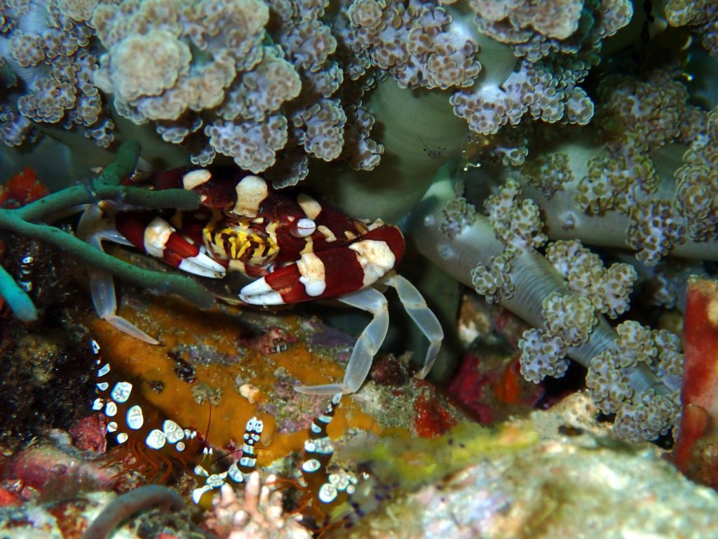 0aaa harlequin swimming crab