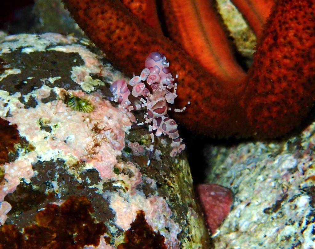 0b harlequin shrimp