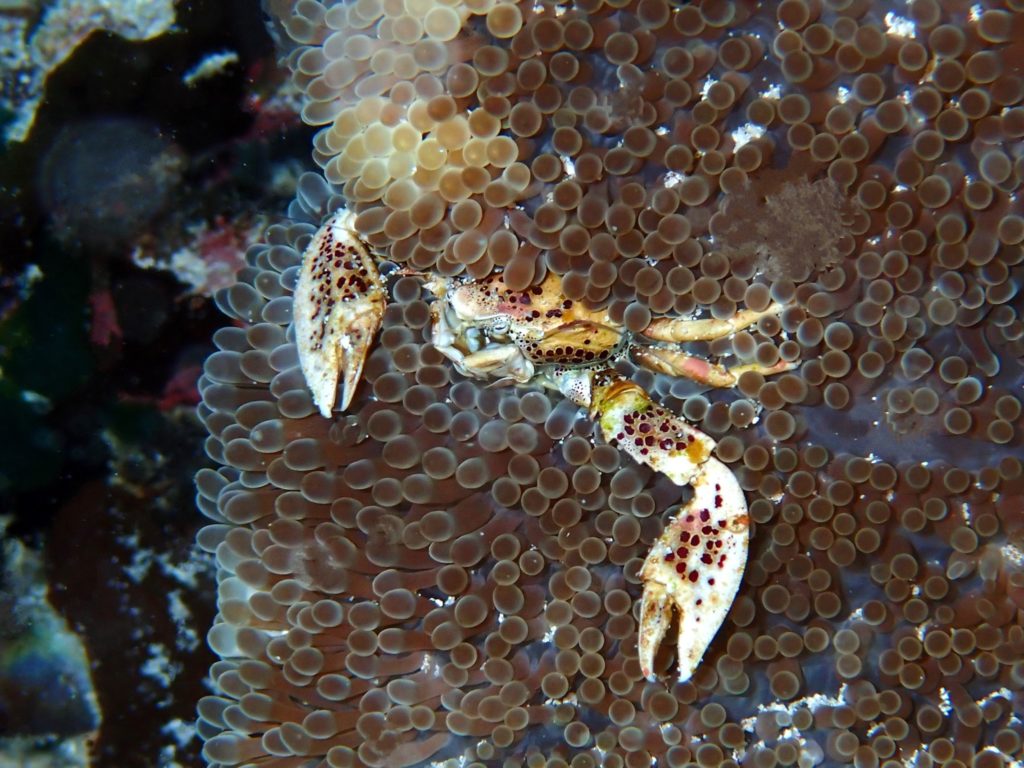 0c porcelain crab