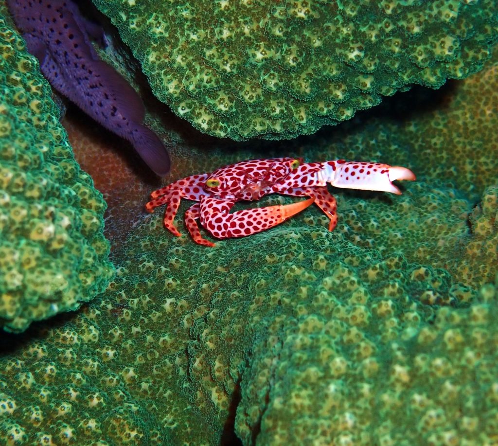7 red spotted guard crab