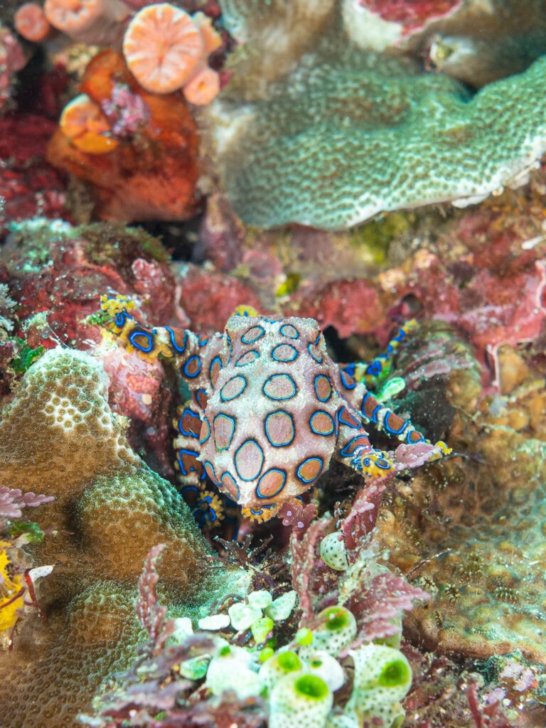 greater blue ringed octopus, hapalochlaena lunulata. alor archip