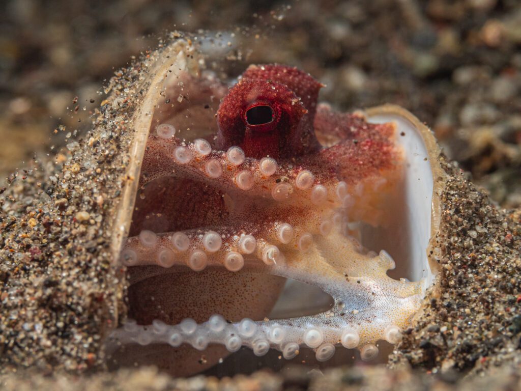 alor coconut octopus, related to amphioctopus marginatus. alor a