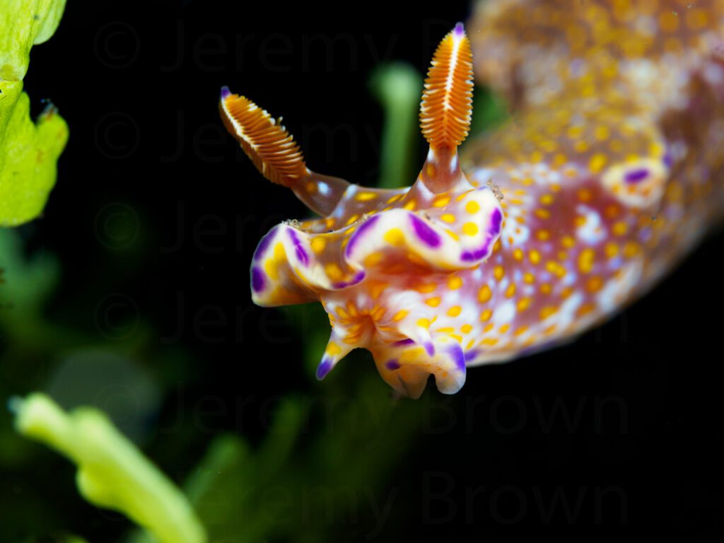 ceratosoma tenue, dorid nudibranch alor archipelago, indonesia