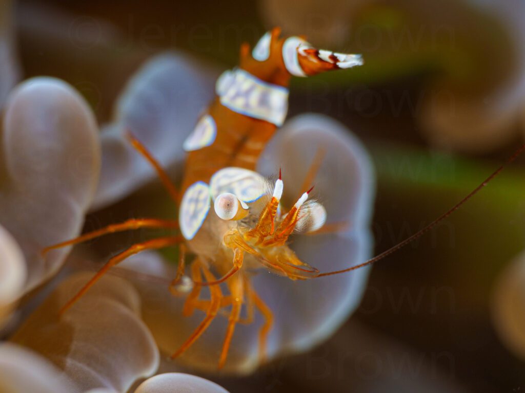 sexy shrimp, thor amboinensis. alor archipelago, indonesia