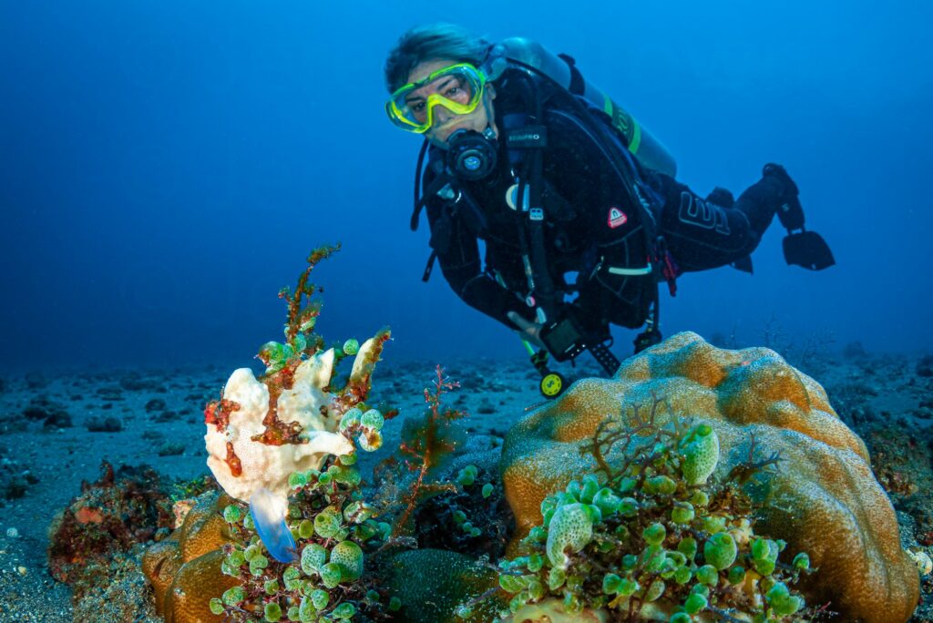 clown frogfish, antennarius maculatus. alor archipelago, indones