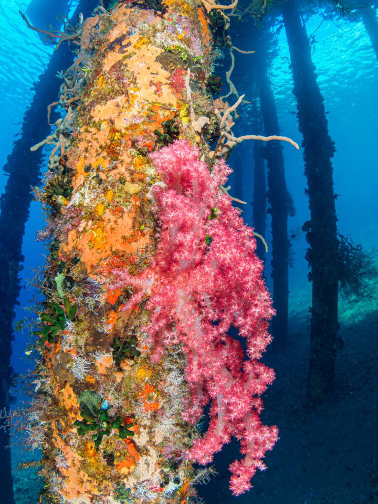 bakalang pier. alor archipelago, indonesia