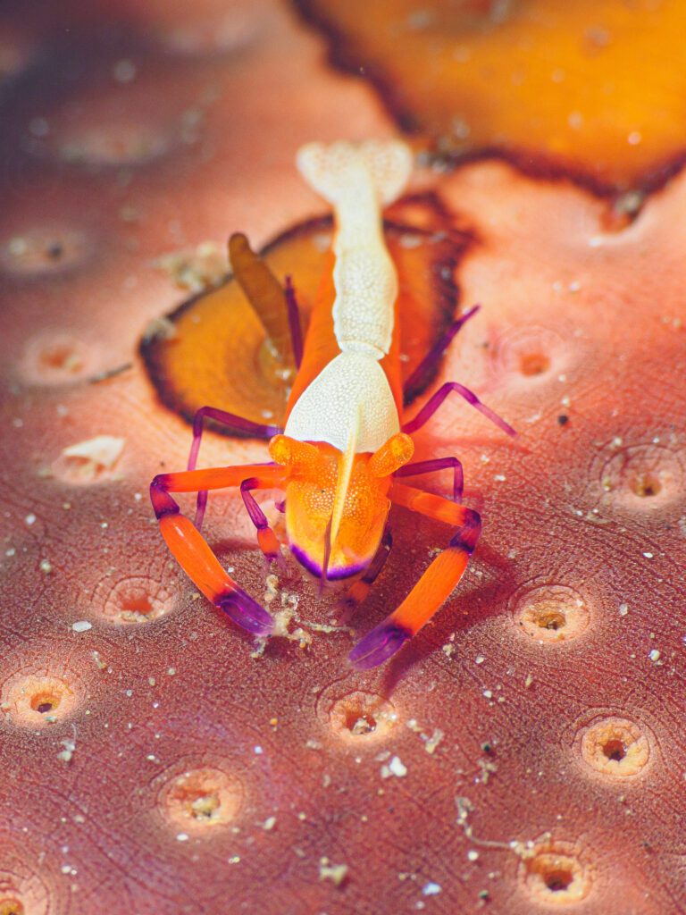 emperor shrimp, periclimenes imperator. alor archipelago, indone