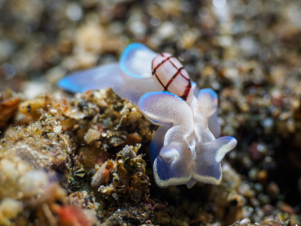 miniature melo, micromelo undatus. alor archipelago, indonesia