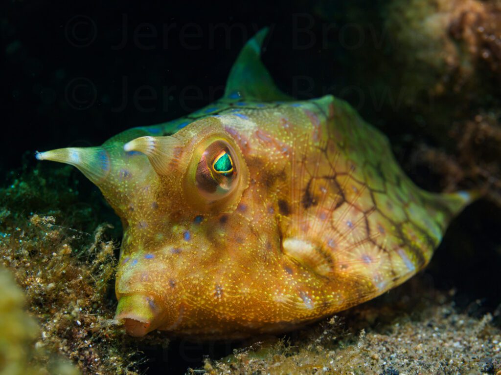 thornback cowfish, lactoria fornasini. alor archipelago, indones