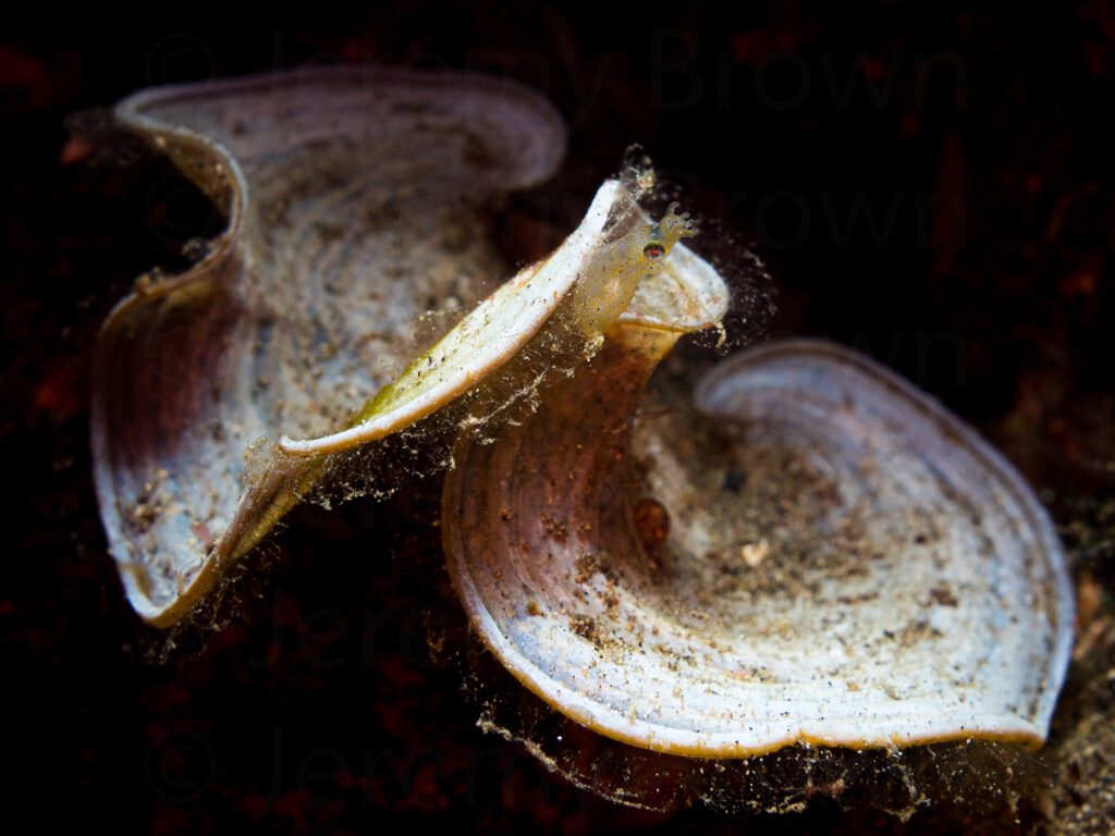 pygmy squid, idiosepius spp.. alor archipelago, indonesia