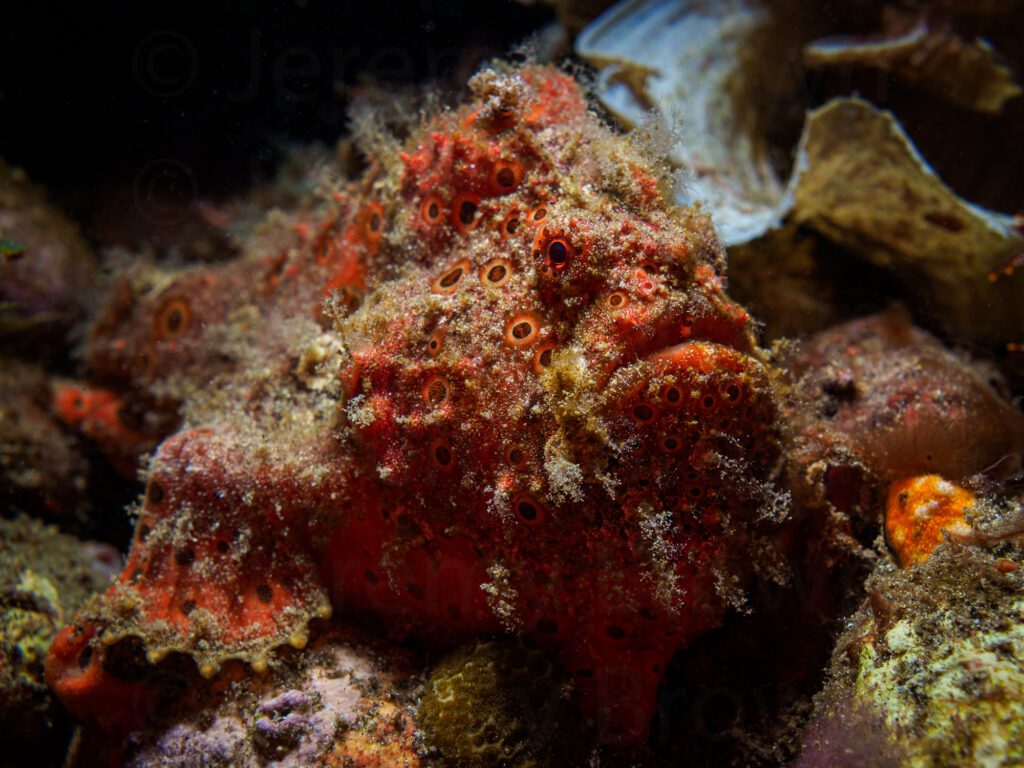 painted frogfish, antennarius pictus. alor archipelago, indonesi