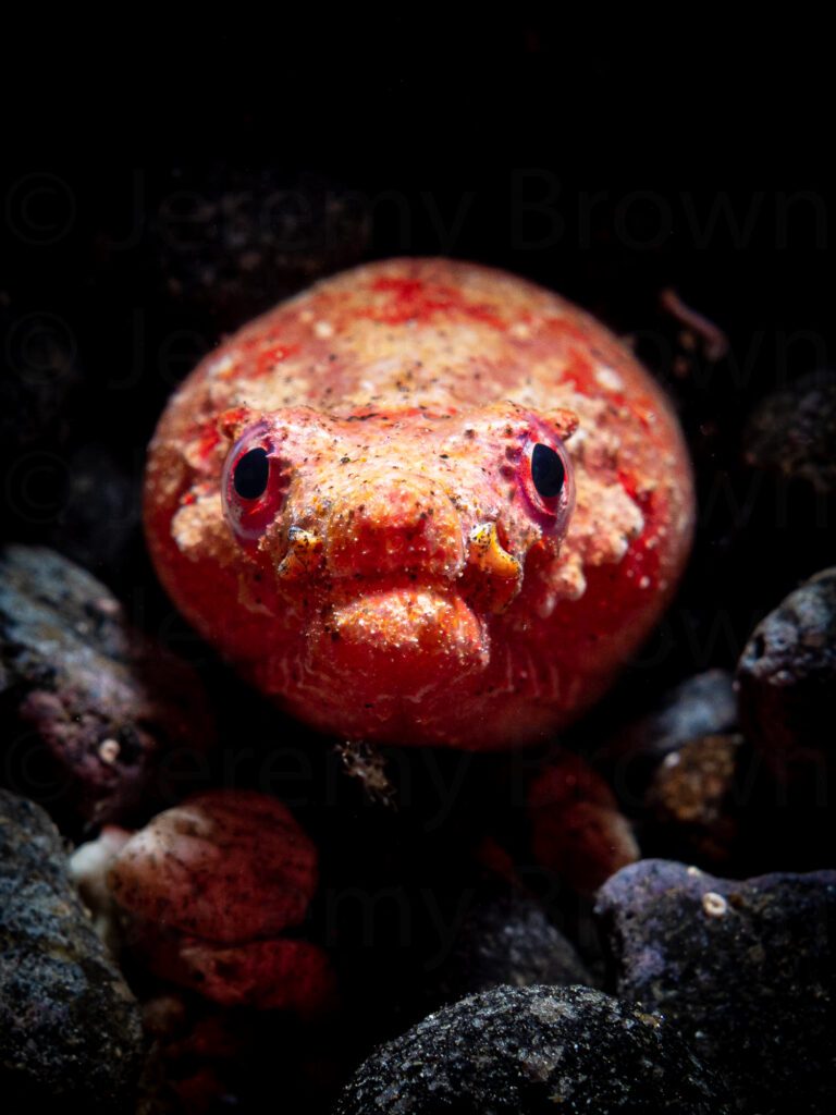 reptilian snake eel, brachysomophis henshawi. alor archipelago,