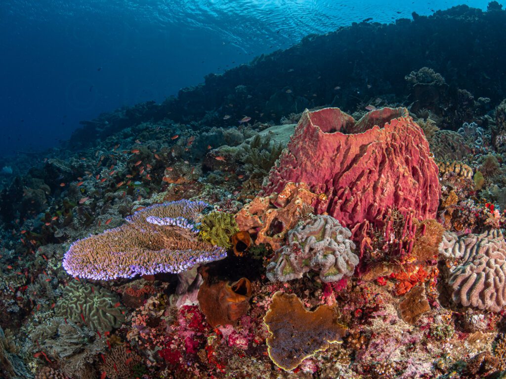 wide angle reefscape with diverse and abundant marine life. alor