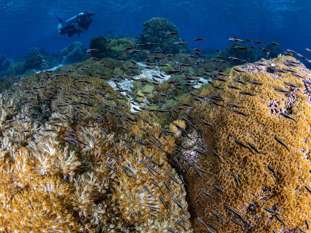 striped eel catfish, plotosus lineatus. alor archipelago, indone