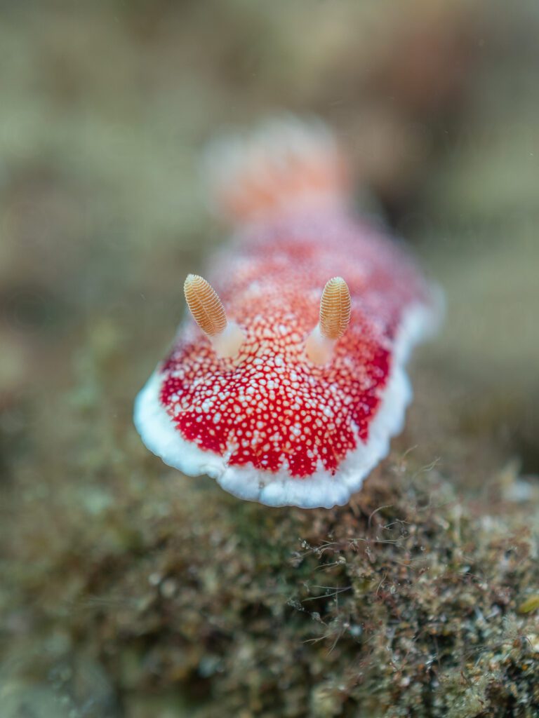 goniobranchus reticulatus nudibranch. alor archipelago, indonesi