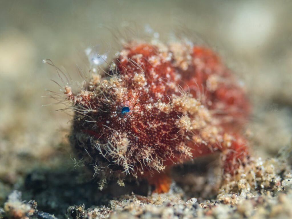 juvenile hairy frogfish, antennarius striatus. alor archipelago,