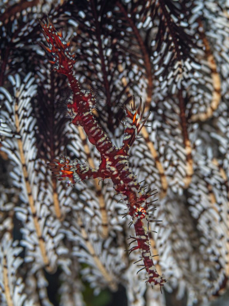 harlequin ghost pipefish, solenostomus paradoxus. alor archipela