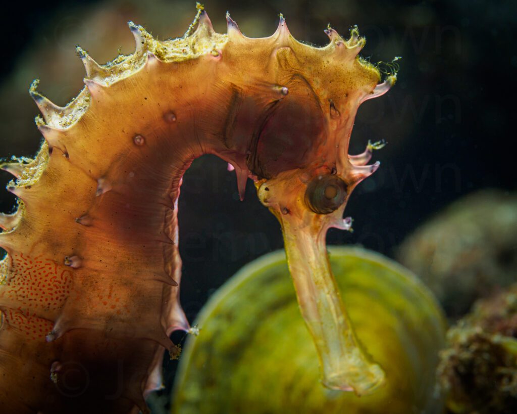 spiny seahorse, hippocampus histrix. alor archipelago, indonesia