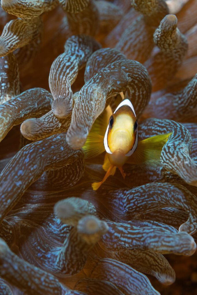 clarks anemonefish alor indonesia