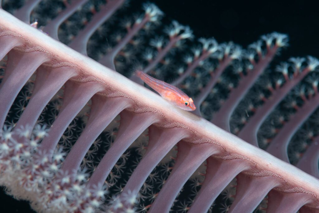 ghostgoby on seapen alor indonesia 2