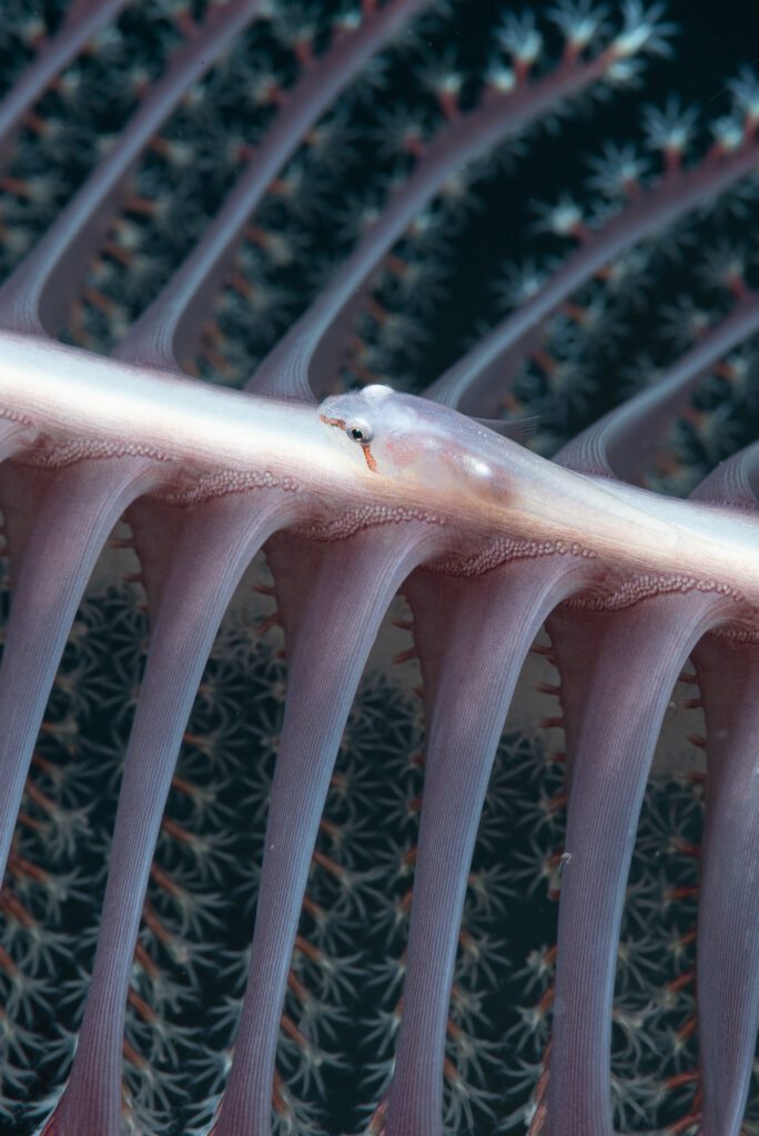 ghostgoby on seapen alor indonesia