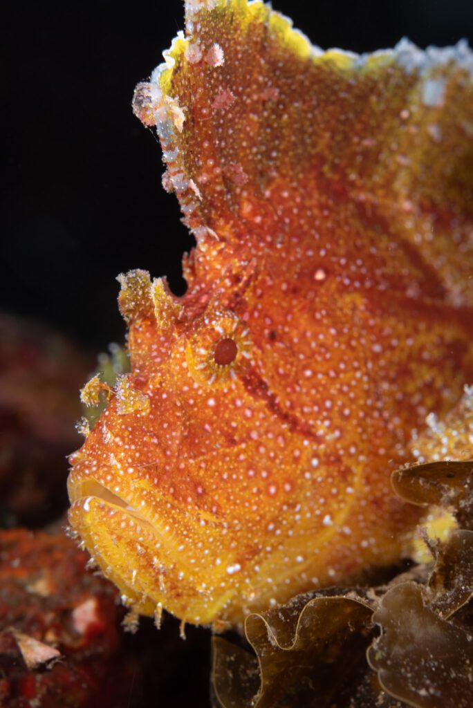 leaffish portrait alor indonesia