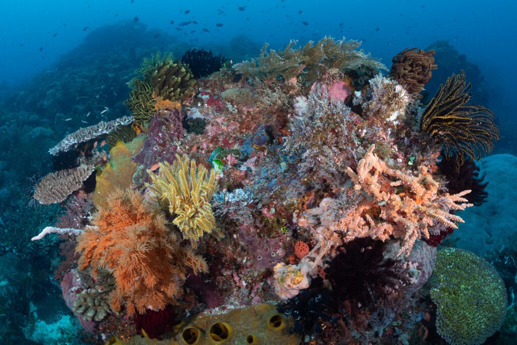 reef scene alor indonesia 3