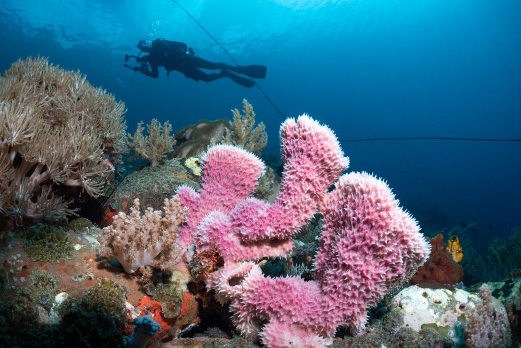 reef scene alor indonesia 4