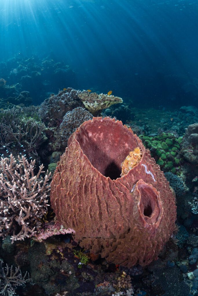 scorpionfish on barrel sponge alor indonesia