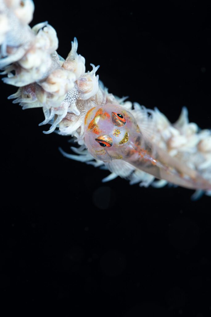 whipgoby on seawhip coral alor indonesia